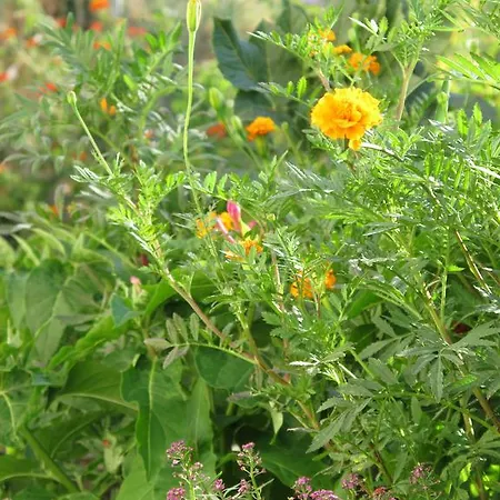 耶尔萨旅馆 耶尔萨